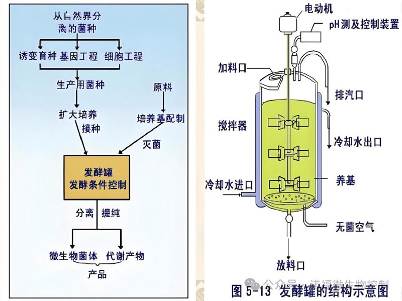发酵工艺优化